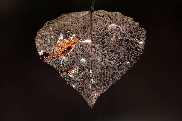 Макро-снимок скелета листовой вены. Абстрактный текстурный фон
. - Фото, изображение