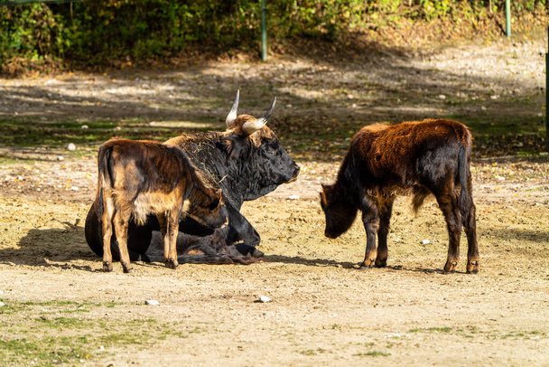 Heck cattle, Bos primigenius taurus, tvrdil, že se podobá vyhynulým aurochům. - Fotografie, Obrázek