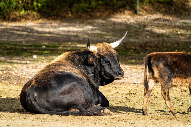 Heck cattle, Bos primigenius taurus, claimed to resemble the extinct aurochs. - Photo, Image
