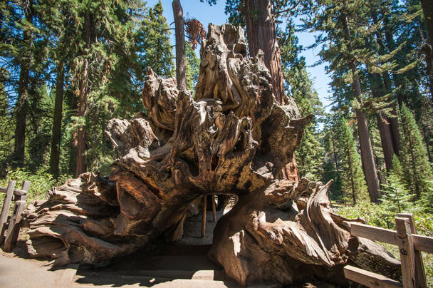 fa gyökere fa sequoia - Fotó, kép
