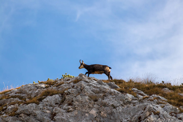 Chamois walking on a mountain ridge - Photo, Image