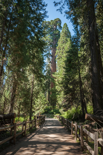 fa nyomvonal sequoia - Fotó, kép