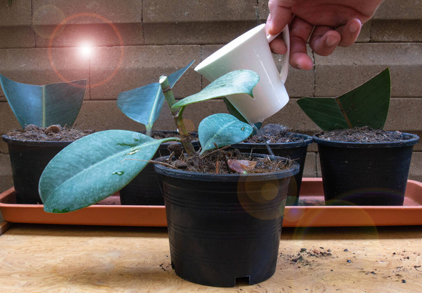 Cómo iniciar una planta de árbol de goma: Propagación. Paso 6 Riega las plantas. Árboles para cada habitación de su casa. planta purificadora de aire
   - Foto, Imagen
