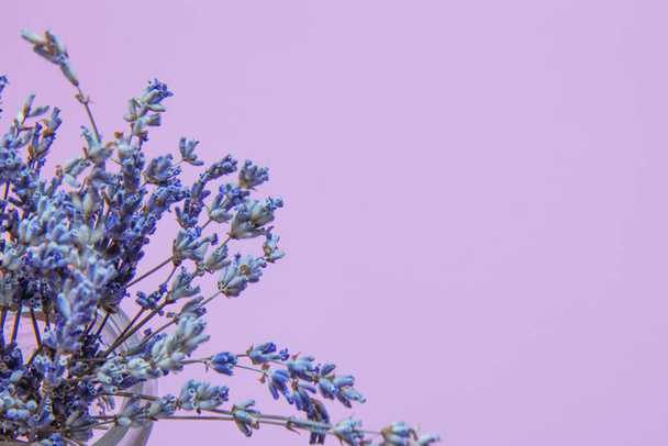Levendula virágok rózsaszín háttérrel. Oldalnézet - Fotó, kép