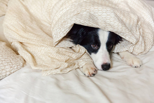 Portrait of cute smilling puppy dog border collie lay on pillow blanket in bed. Do not disturb me let me sleep. Little dog at home lying and sleeping. Pet care and funny pets animals life concept - Photo, Image