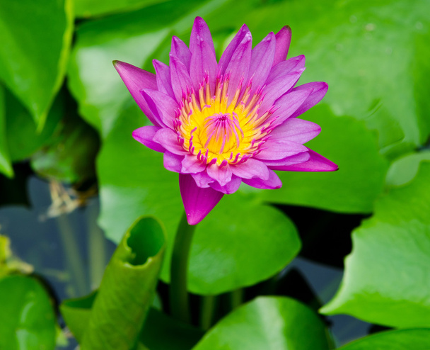 Flor de flor de loto
 - Foto, imagen