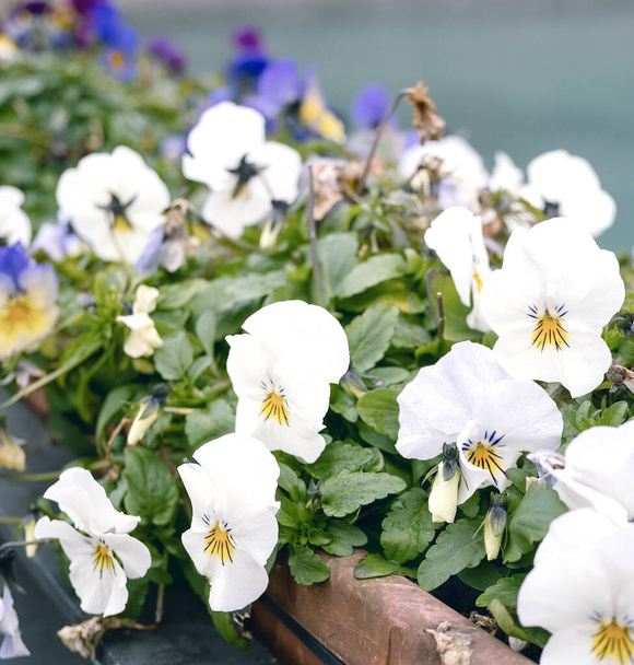 detalle de las flores de primula en un jardín
 - Foto, Imagen