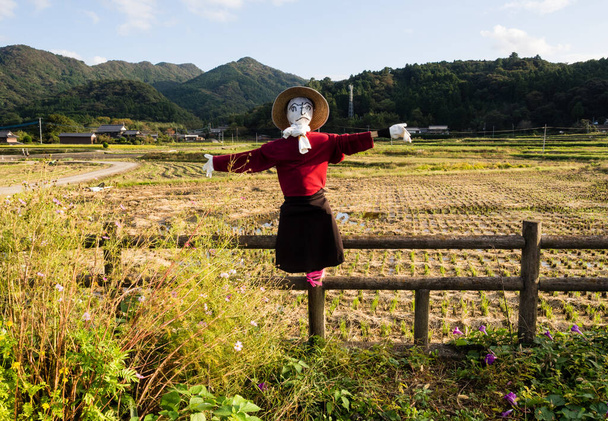 Шахрайство на полях рису в Японії. - Фото, зображення