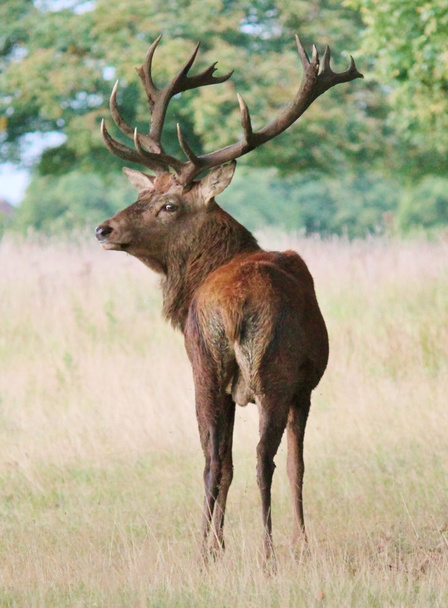 Red deer stag buck hart with antlers in Bushy Park male - Photo, Image