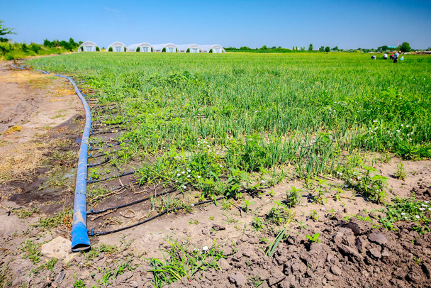 Des tuyaux d'irrigation en plastique ont été placés sur la plantation de jeunes oignons. Serres au loin - Photo, image