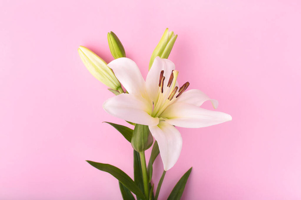 Lily flowers on pink background. Flowers composition.  Flat lay, copy space, top view. - Foto, imagen