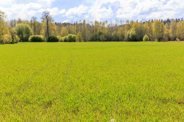 Bright spring beautiful landscape, green field, sunny weather, Green field and blue sky. - 写真・画像