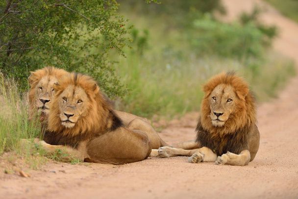 Lions mâles dans le désert de l'Afrique
 - Photo, image