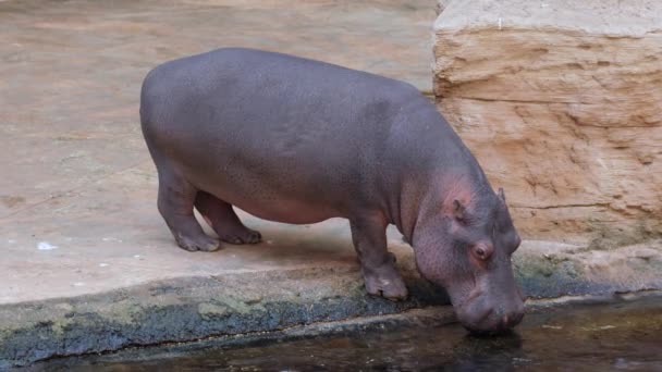 hipopotam pije wodę ze stawu na świeżym powietrzu w zoo - Materiał filmowy, wideo