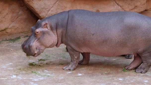 hipopotam zjada zieloną trawę z podłogi na świeżym powietrzu w zoo - Materiał filmowy, wideo