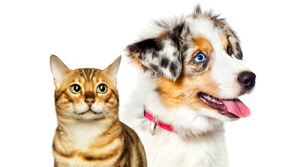 puppy and kitten are looking nearbyon white background - Foto, imagen