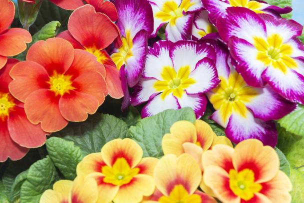 primroses are the first flowers that bloom in early spring. gift. Mothers day. - Photo, Image