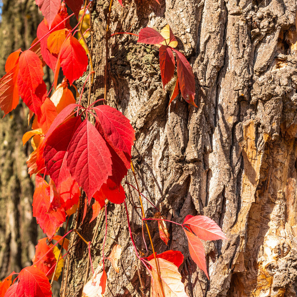 Autumn background - red ivy leaves on a background of tree bark close-up - Foto, afbeelding