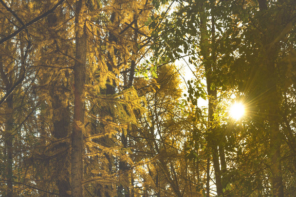 Autumn forest landscape and background - the bright sun illuminates the trees in the forest. Larch branches with autumn yellow needles lit by bright rays of the sun - Foto, immagini
