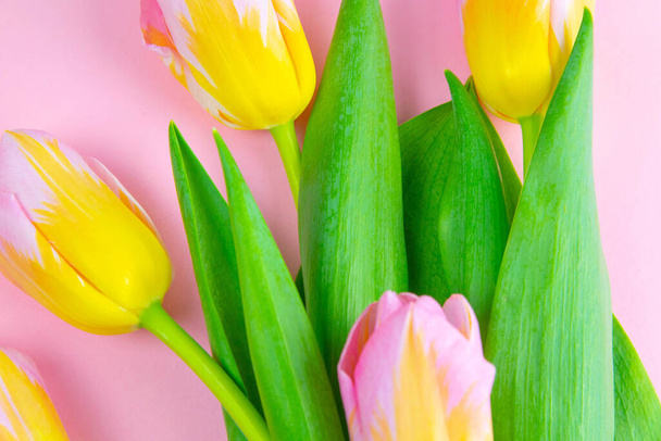 Tulipanes rosados y amarillos sobre fondo rosa
. - Foto, imagen