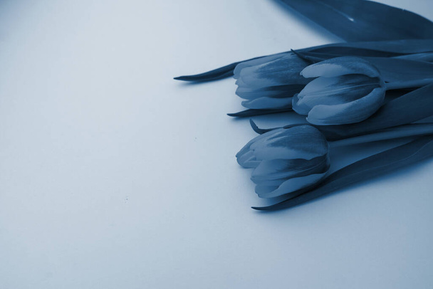 selective focus, delicate Tulip on a colored background - Foto, immagini