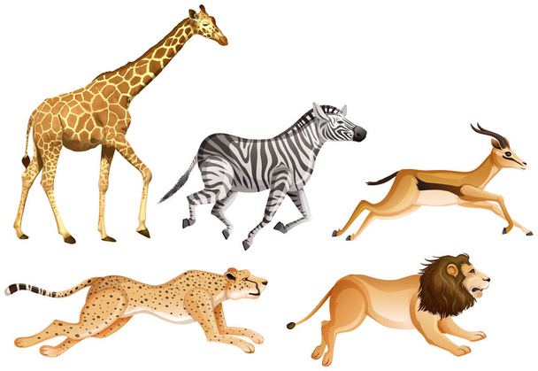 Conjunto de animales safari sobre fondo blanco ilustración - Vector, Imagen