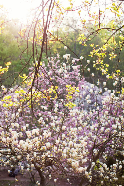 Árbol de magnolia con flores rosas y blancas al atardecer - Foto, imagen
