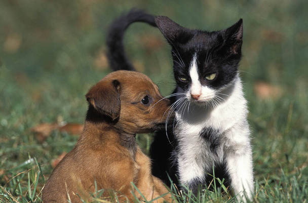 Το κουτάβι και το γατάκι στέκονται στο γρασίδι   - Φωτογραφία, εικόνα