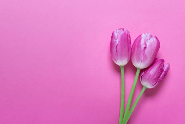 Bovenaanzicht platte lay van drie roze lente tulpen op roze papieren achterzijde. Foto met kopieer lege ruimte. - Foto, afbeelding