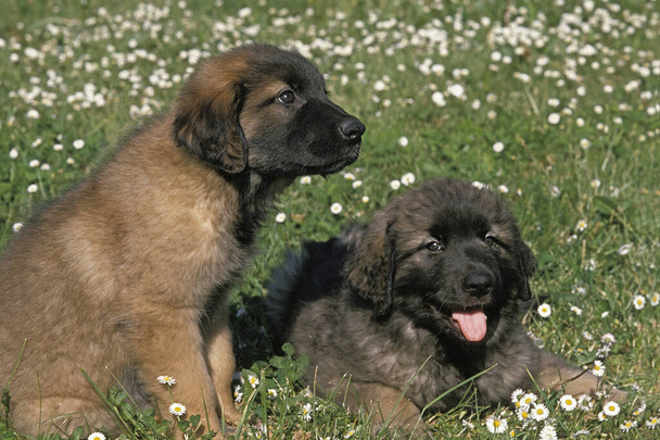 Leonberger Dog, Filhotes entre Flores
   - Foto, Imagem
