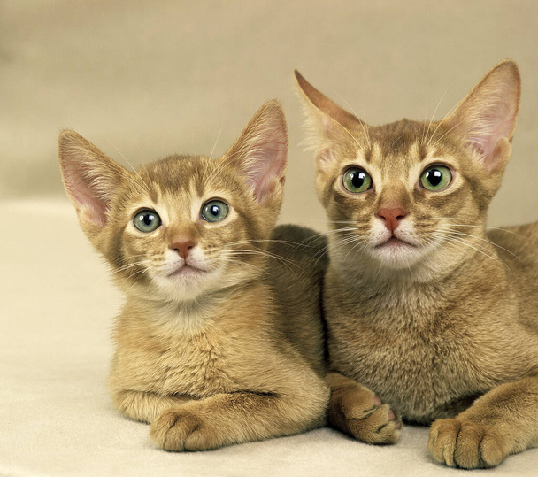 Punainen abessinialainen kotimainen kissa, äiti ja kissanpentu munivat
   - Valokuva, kuva