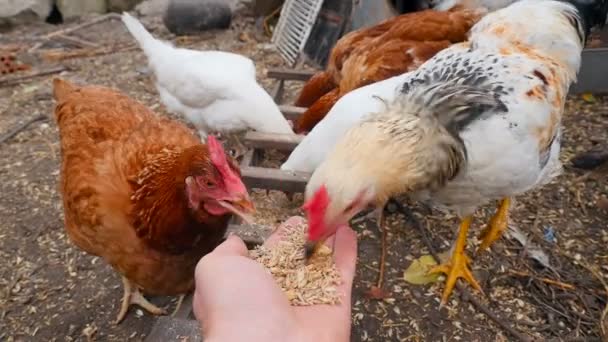 Country chicken eats wheat from the hands. Slow motion. Close-up - Video
