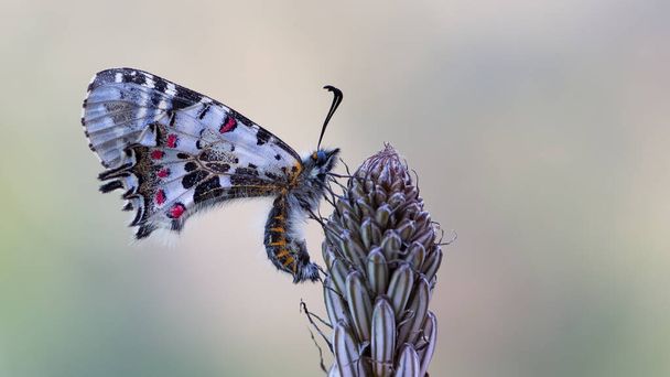 野生生物や自然界の蝶の写真 - 写真・画像