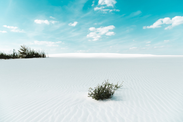 Beyaz kumlu güzel sahil bitkilerle ve mavi gökyüzü beyaz bulutlarla - Fotoğraf, Görsel