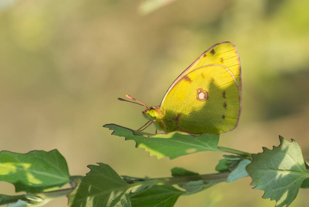 foto 's van vlinders uit het wild en de natuur - Foto, afbeelding