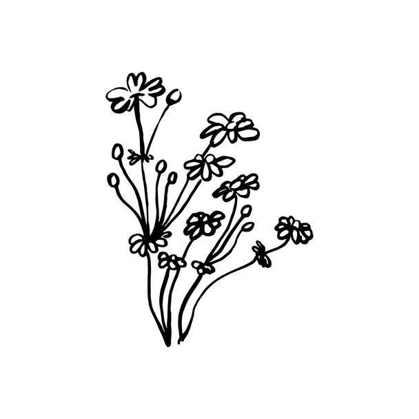 Design element. Hand drawn beautiful meadow flowers. Vector countryside background. Outline flower vector illustration. Horticulture vector element. For packaging, corporate identity - Vektor, Bild
