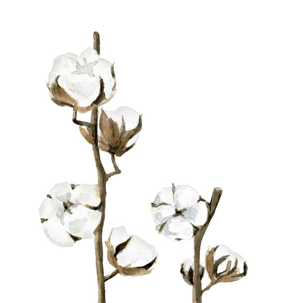 Cotton balls. Flower detail for card, postcard, wedding invitation, greeting, pattern. Watercolour illustration on white background. - Fotó, kép