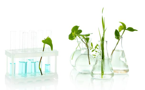 Plants in test tubes, isolated on white - Fotografie, Obrázek