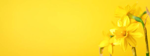 Narciso amarillo sobre fondo amarillo
. - Foto, imagen