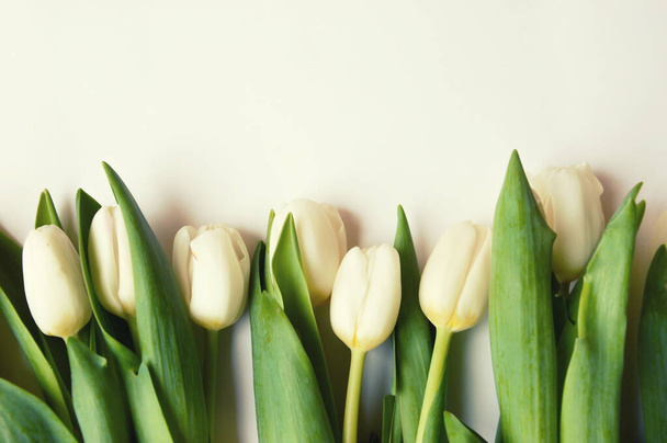 White tulips on a white background. Bouquet of flowers. - 写真・画像