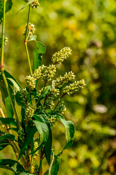 The medicinal plant Polygonum hydropiper blooms in the garden. - Foto, Bild