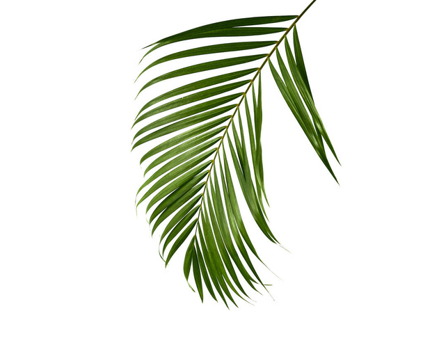 Tropisch groen palmblad, jungle laat bloemenpatroon geïsoleerd op witte achtergrond Kopieer ruimte voor tekst of ontwerp - Foto, afbeelding