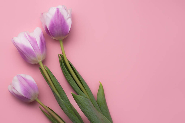 Colorful photo of fresh spring flower tulips over pink background. Happy Easter and Mothers Day card. - Foto, immagini