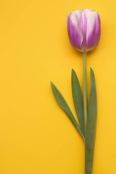 Colorful photo of fresh spring flower tulips over yellow background. Happy Easter and Mothers Day card. - Fotó, kép