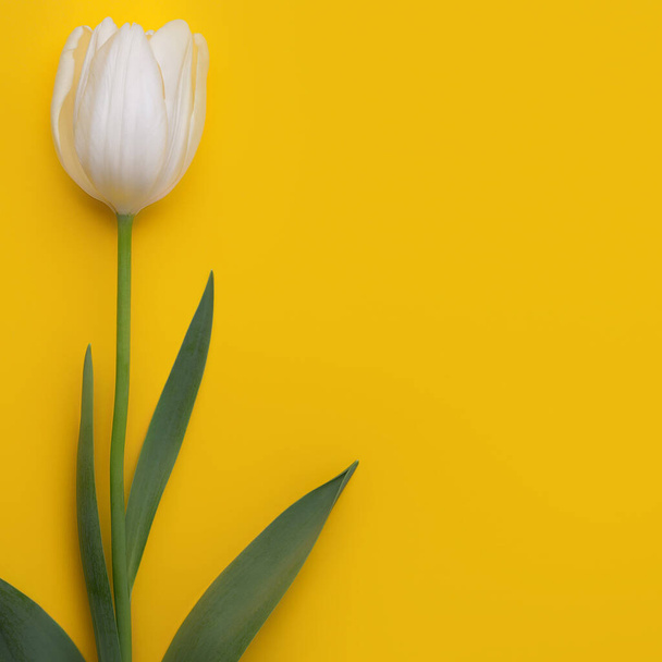 Colorful photo of fresh spring white flower tulips over yellow background. Happy Easter and Mothers Day card. - Foto, Imagen