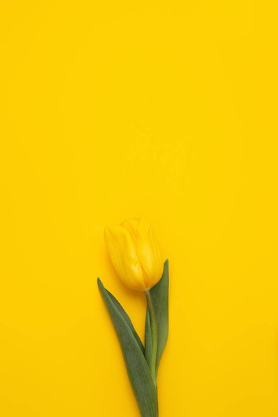 Colorful photo of fresh spring flower tulips over yellow background. Happy Easter and Mothers Day card. - Photo, image