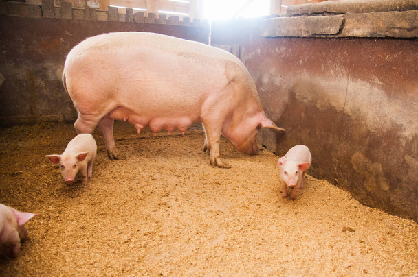 Porcos domésticos. Porcos em uma fazenda na aldeia - Foto, Imagem