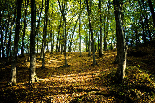 Nice view of an autumn forest with dead leaves on the ground and sun shining through the trees - Photo, Image