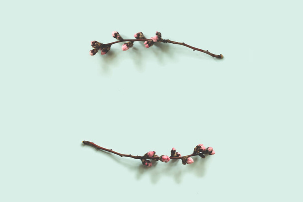 frame of blooming peach tree branches on blue background - Foto, afbeelding