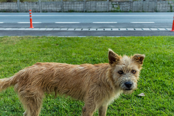 草の上に立つ茶色い犬 - 写真・画像